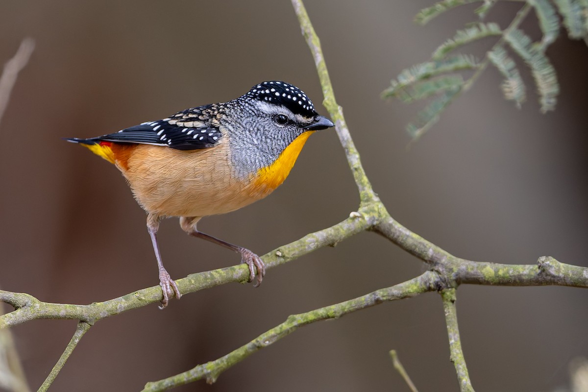 Spotted Pardalote - ML640689628