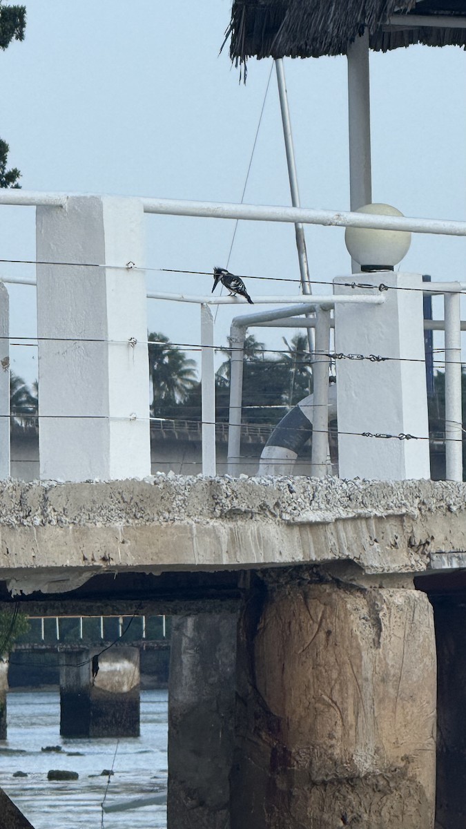 Pied Kingfisher - ML640689635