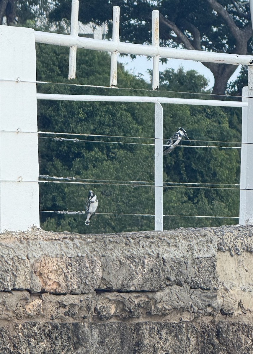 Pied Kingfisher - ML640689636