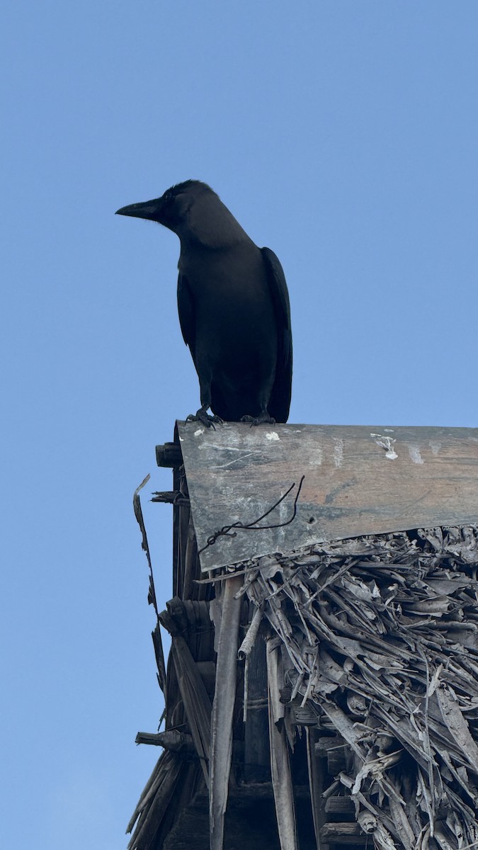 House Crow - ML640689640
