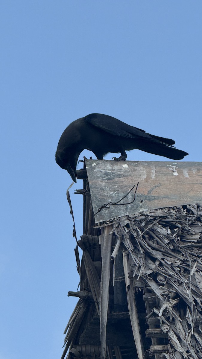 House Crow - ML640689641