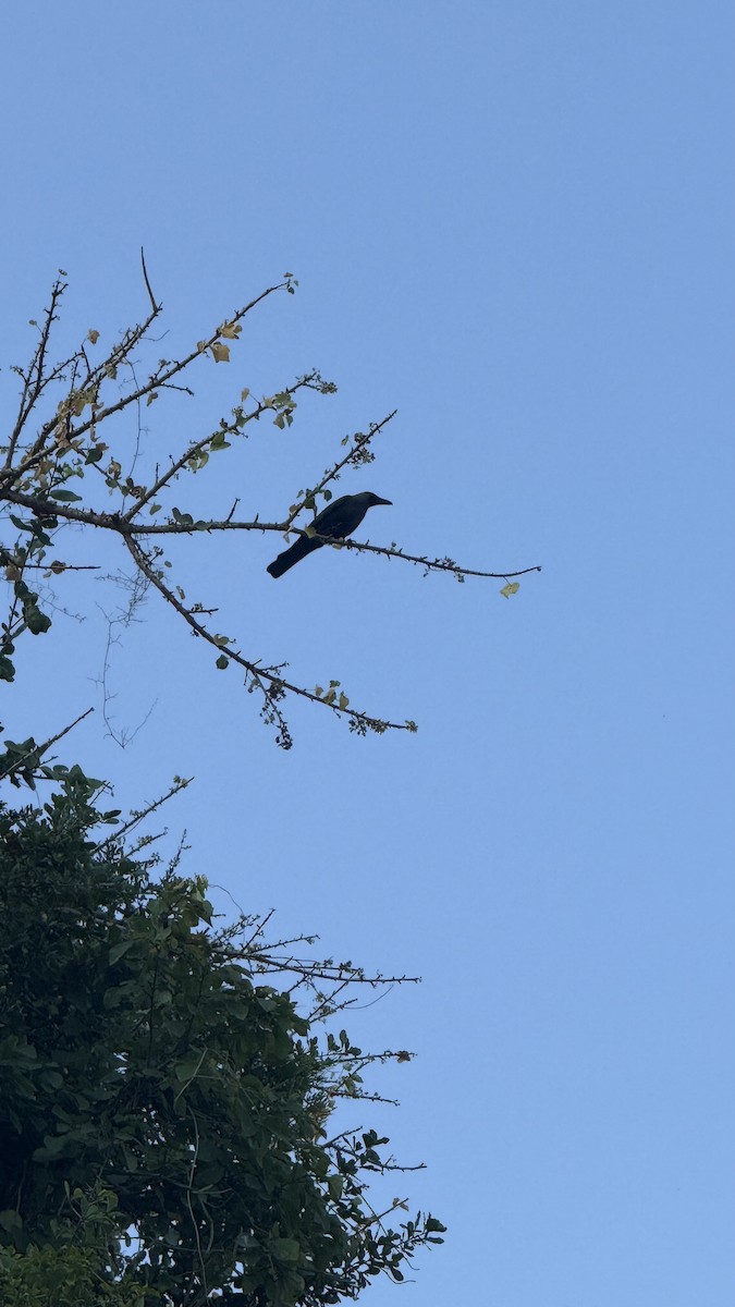 House Crow - ML640689642