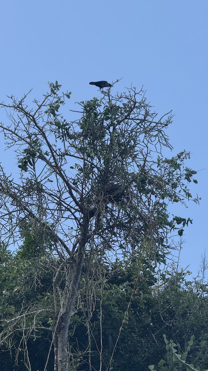 House Crow - ML640689643