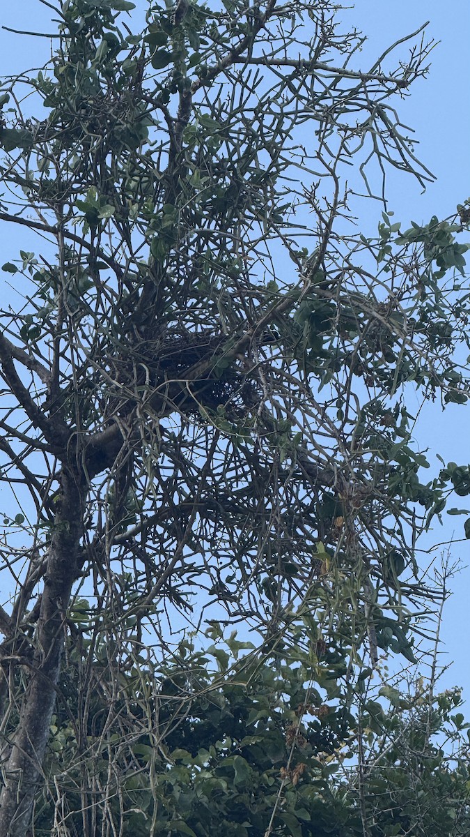 House Crow - ML640689644