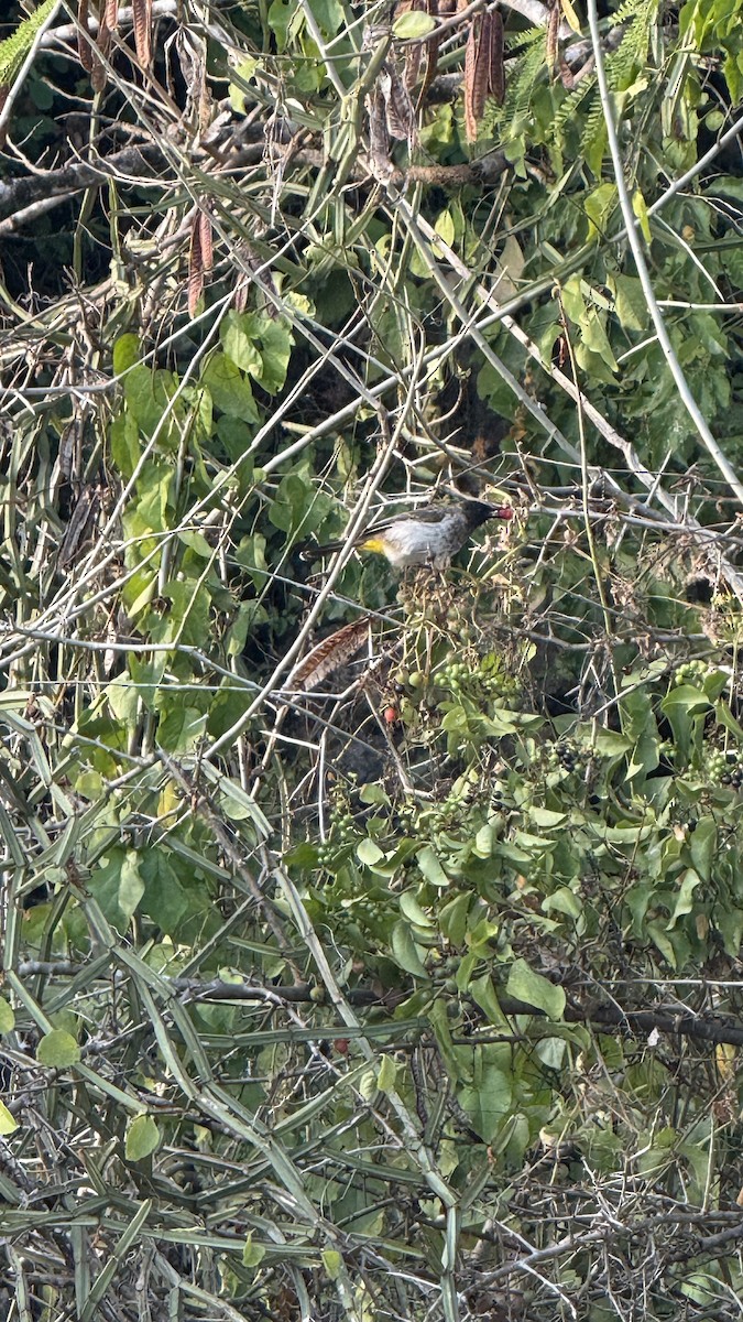 Common Bulbul (Dark-capped) - ML640689668