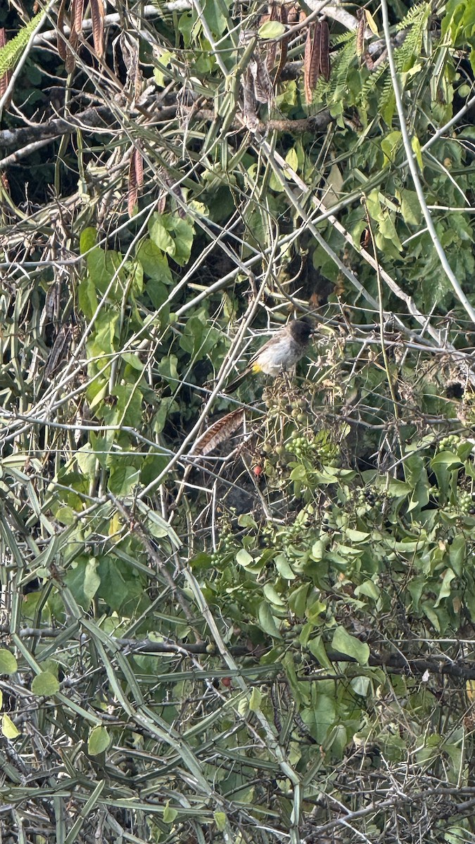 Common Bulbul (Dark-capped) - ML640689669