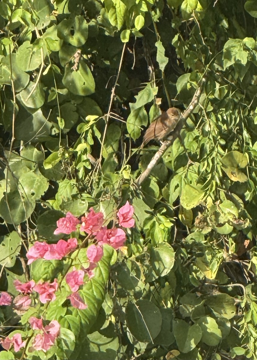 Northern Brownbul - ML640689676