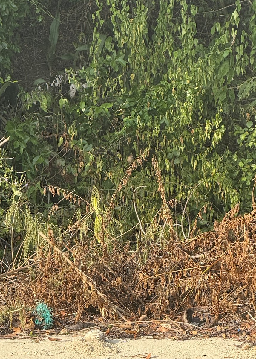 Northern Brownbul - ML640689678