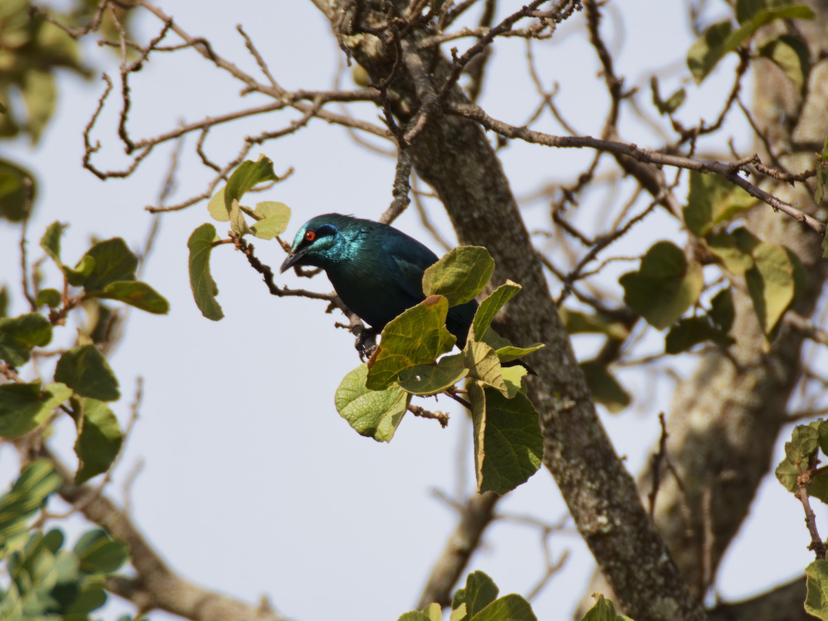 Lesser Blue-eared Starling (Miombo) - ML640689684