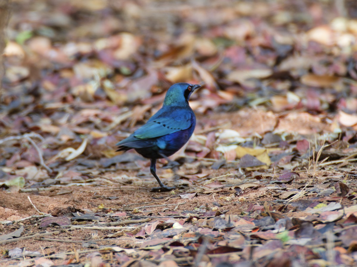 Lesser Blue-eared Starling (Miombo) - ML640689685