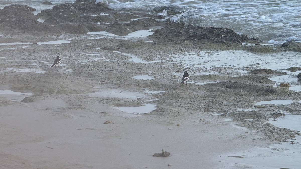 African Pied Wagtail - ML640689686