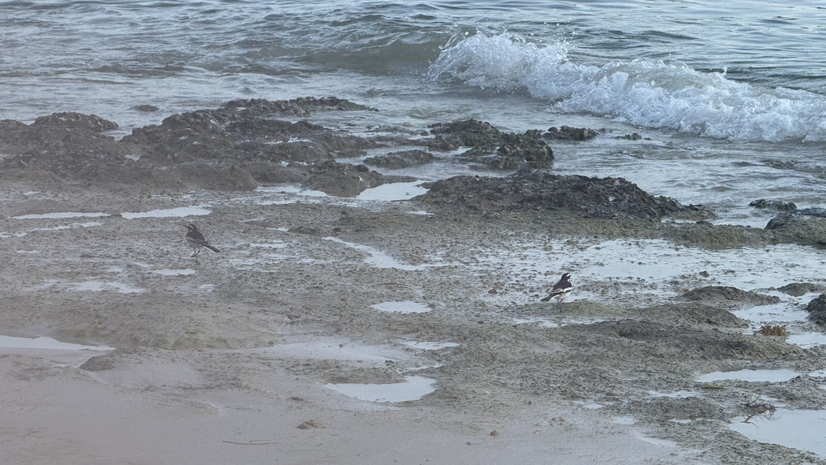 African Pied Wagtail - ML640689687
