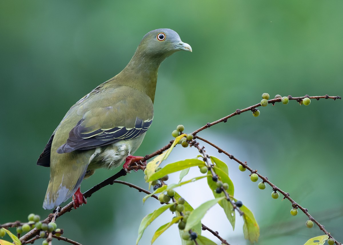 Little Green-Pigeon - ML640689729