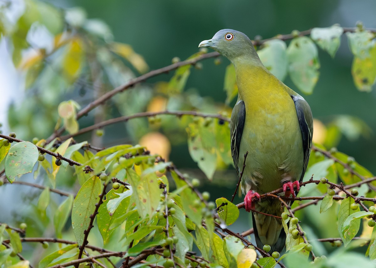 Little Green-Pigeon - ML640689730