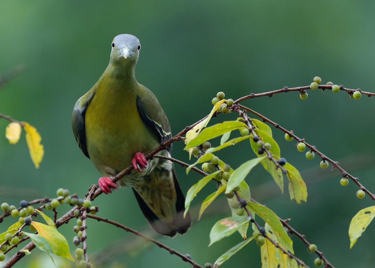 Little Green-Pigeon - ML640689731