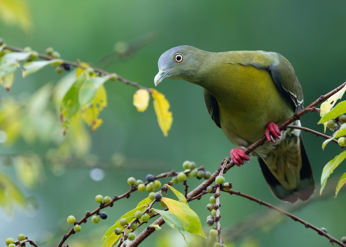Little Green-Pigeon - ML640689732