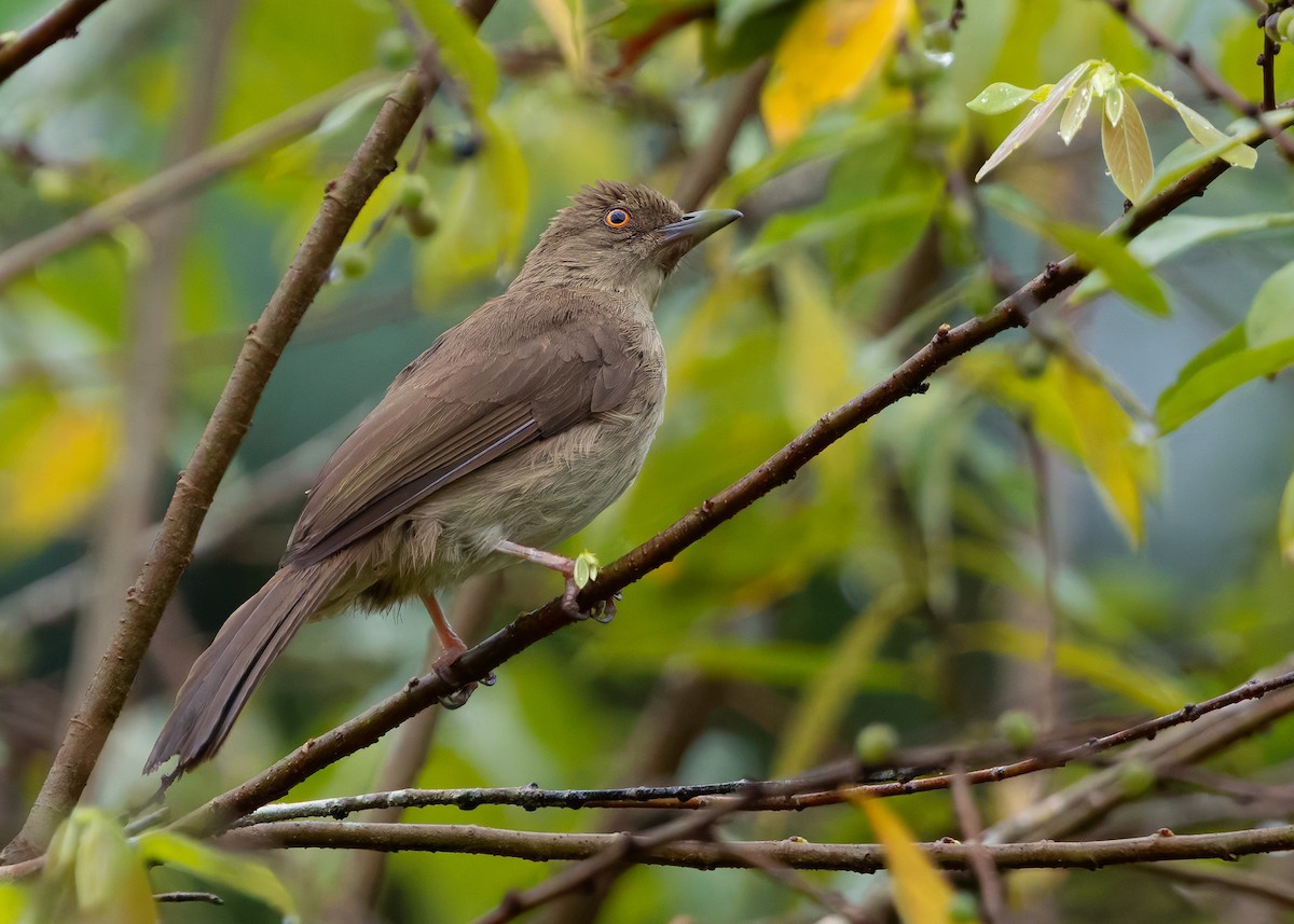 Red-eyed Bulbul - ML640689734