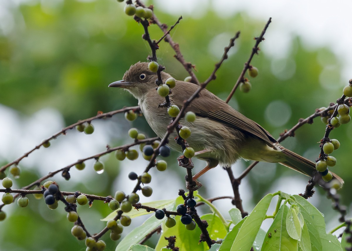 Cream-vented/Cream-eyed Bulbul - ML640689739