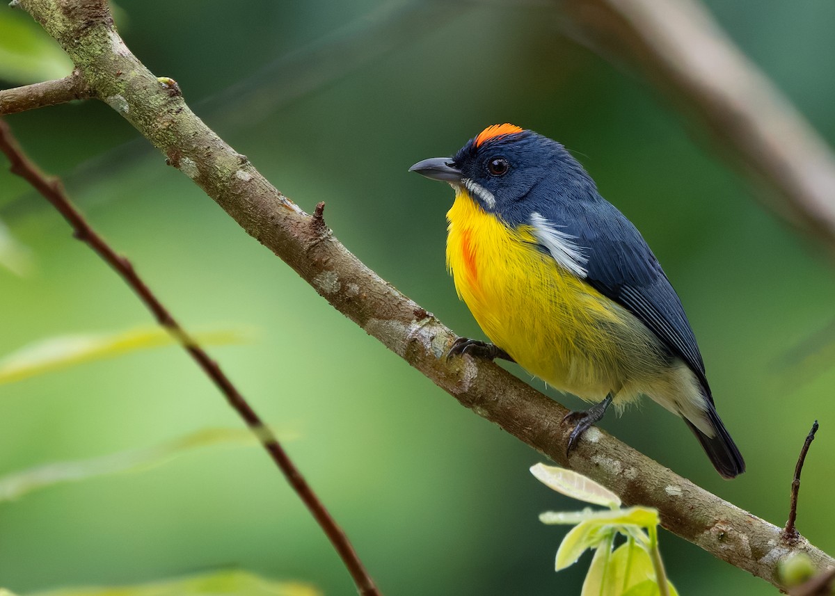 Crimson-breasted Flowerpecker - ML640689743