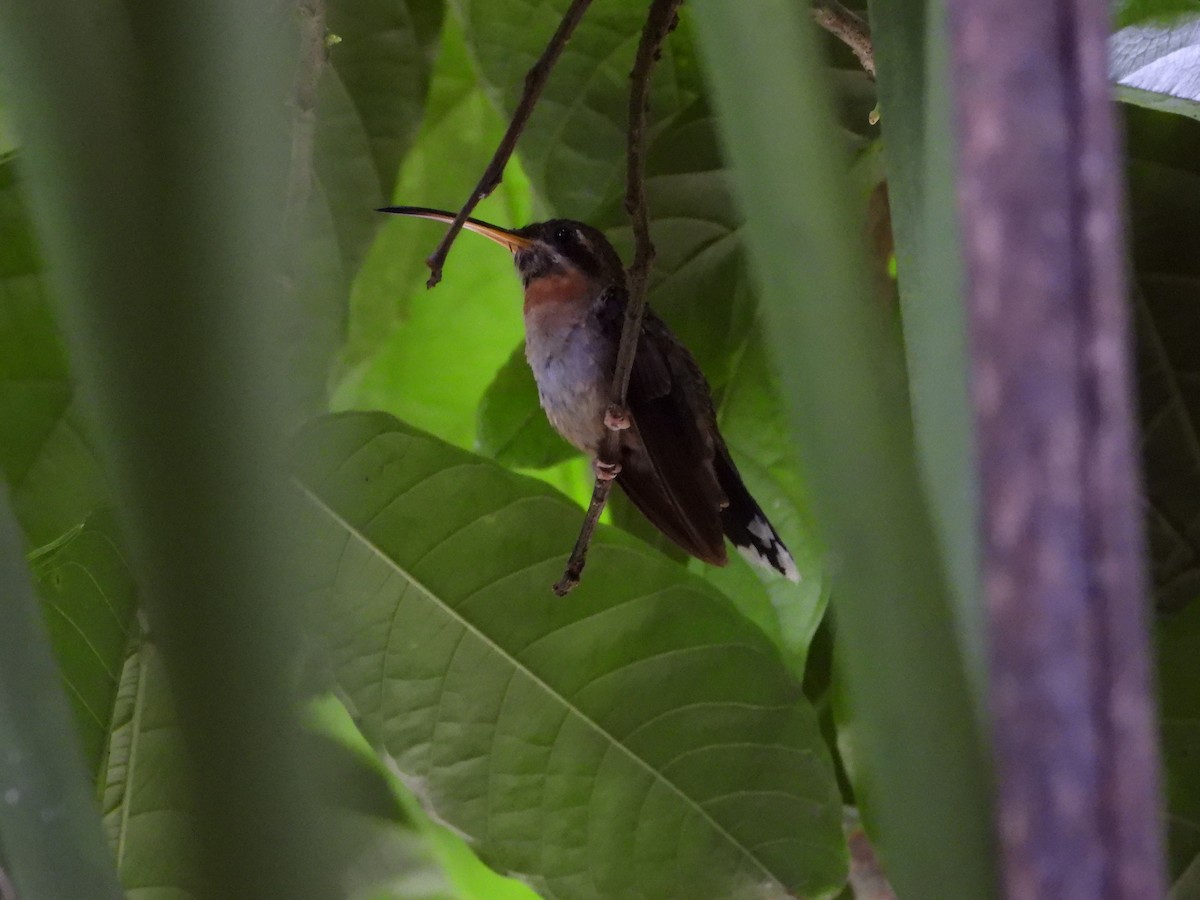 Band-tailed Barbthroat - ML640689752