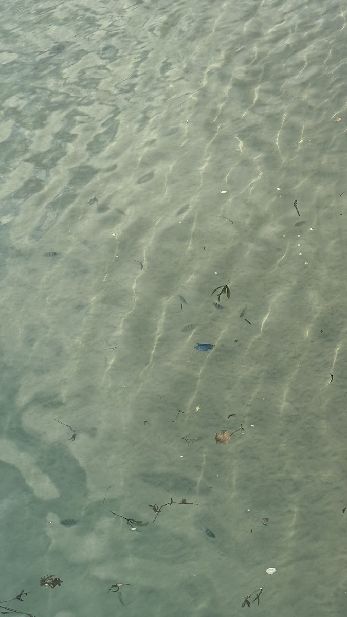 Convict Surgeonfish - ML640689753