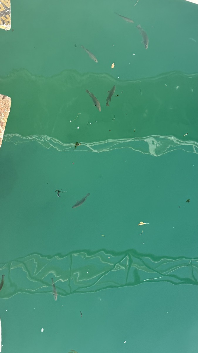 Ray-finned Fishes - ML640689754