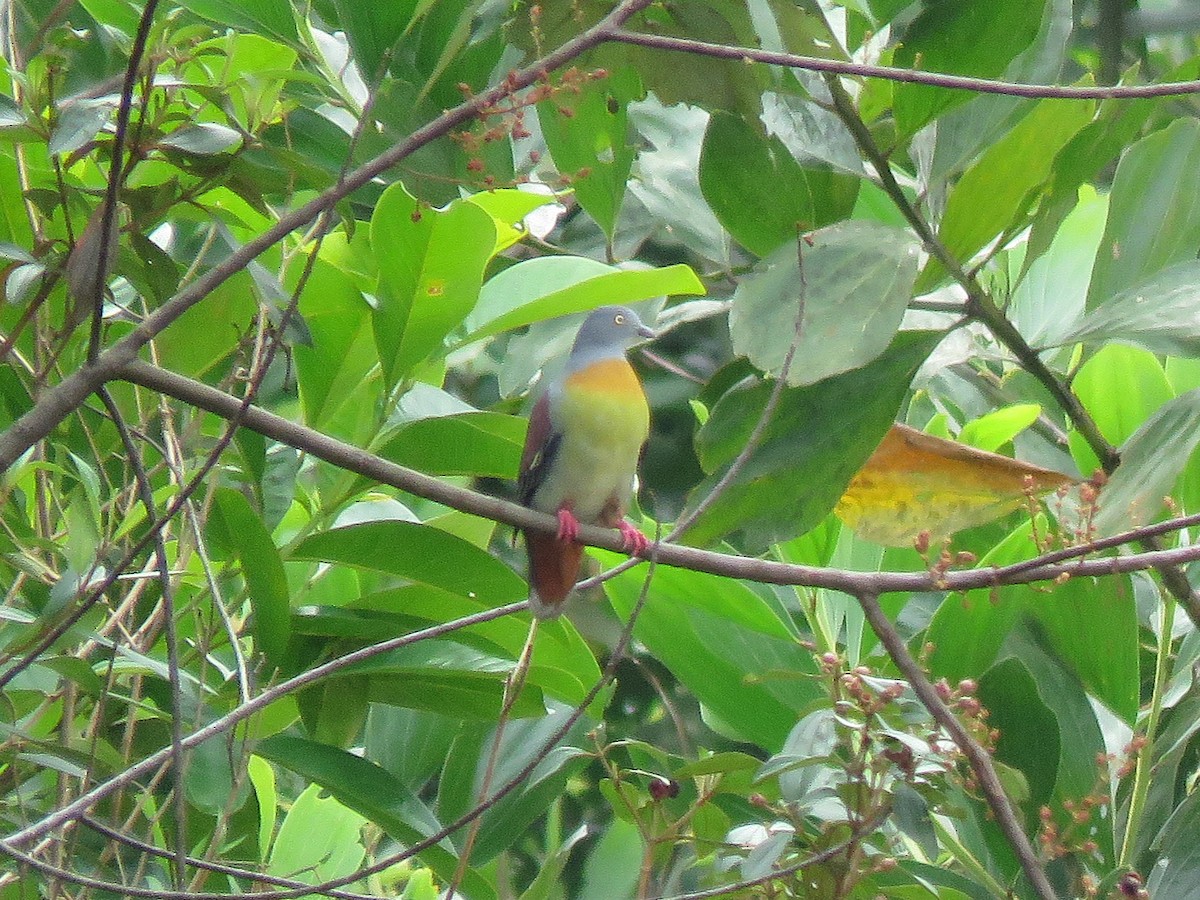 Little Green-Pigeon - ML640689765