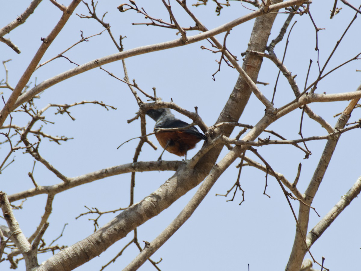 Miombo Rock-Thrush - ML640689859