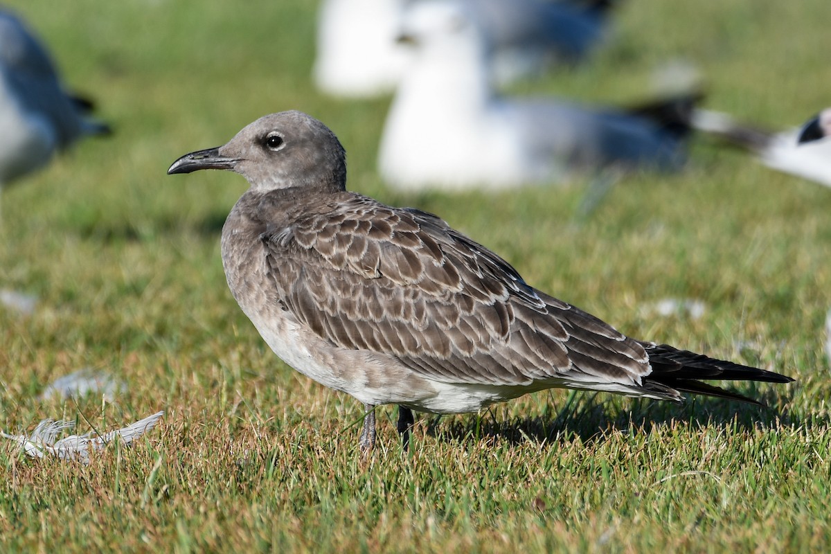 Laughing Gull - ML640689866