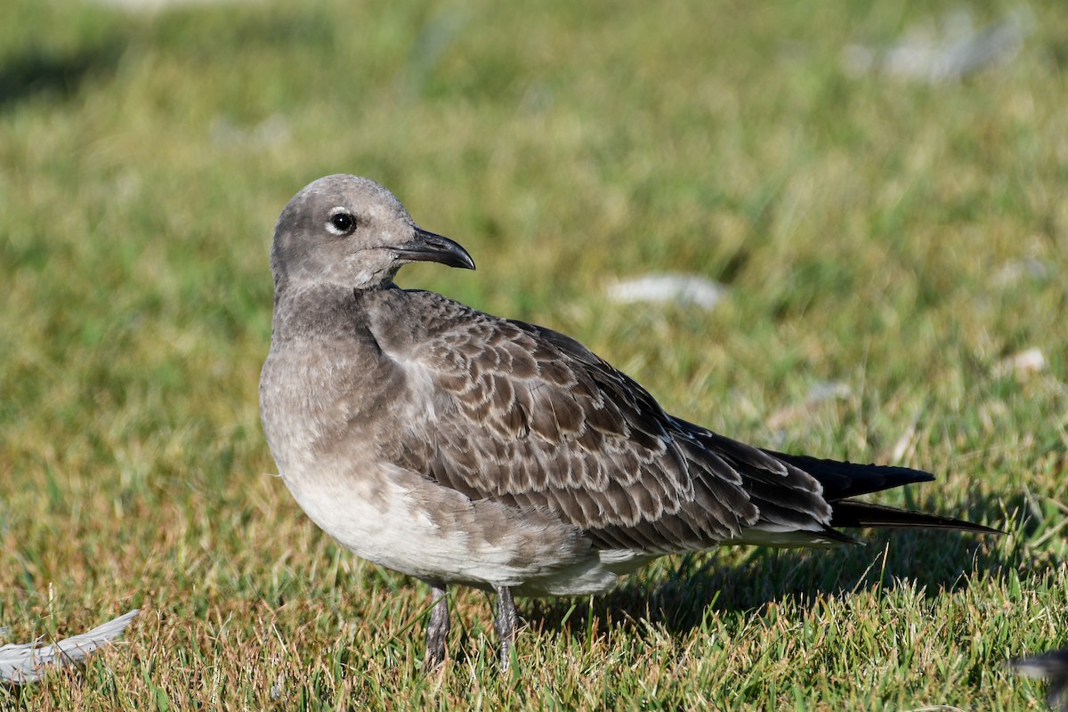 Laughing Gull - ML640689867