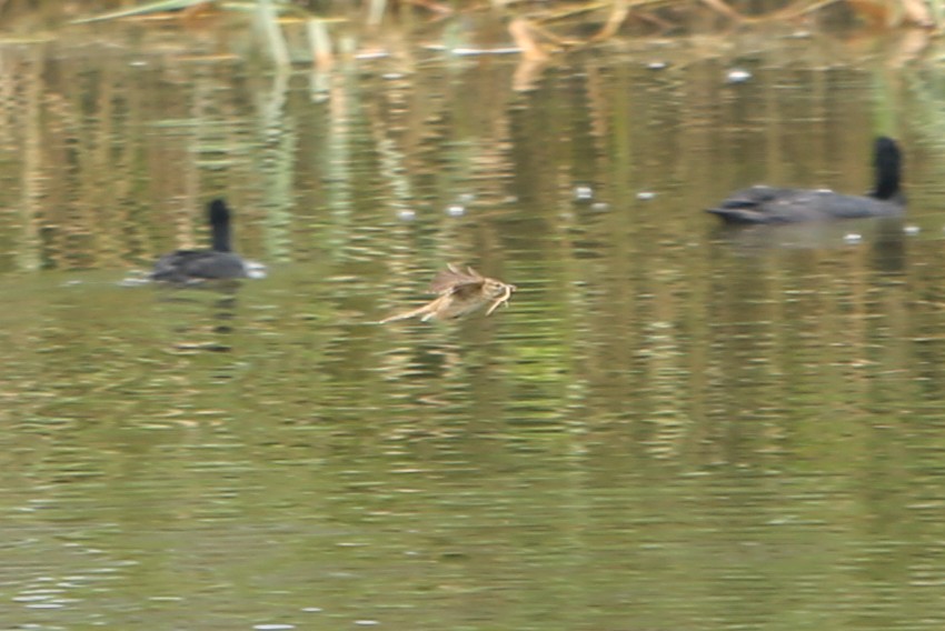 Australian Reed Warbler - ML640689900