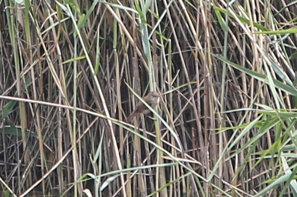 Australian Reed Warbler - ML640689901