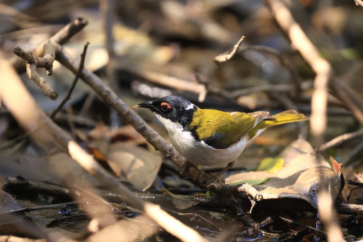 White-naped Honeyeater - ML640689917