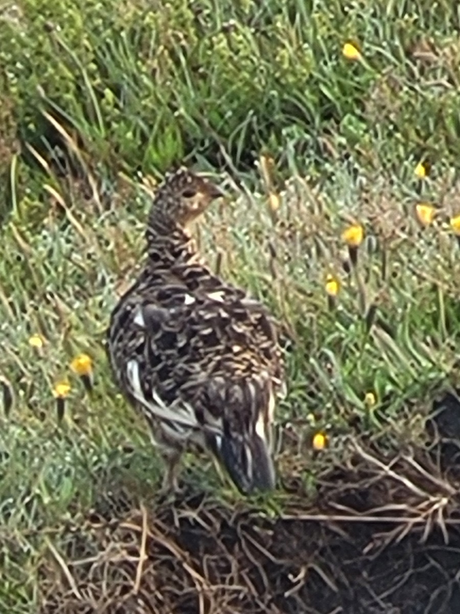 Rock Ptarmigan - ML640689937