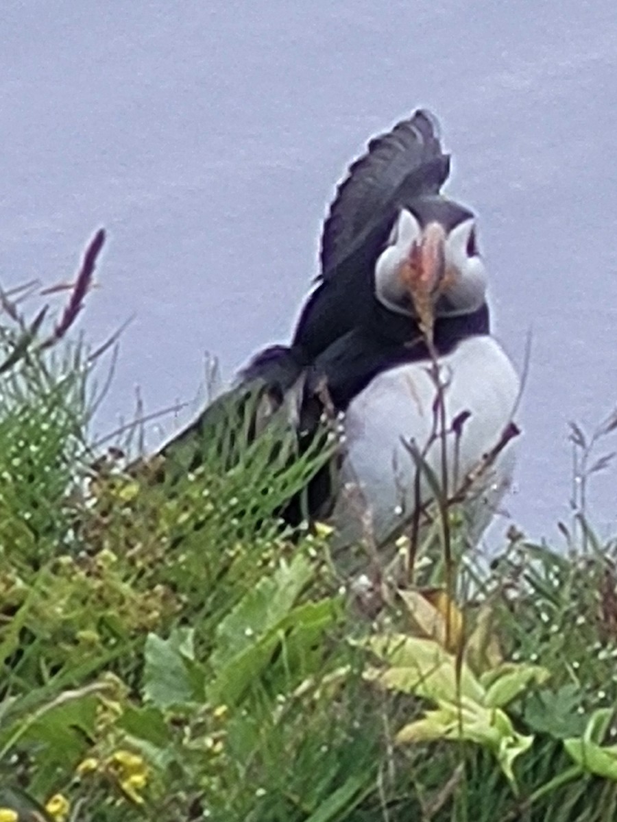 Atlantic Puffin - ML640689964