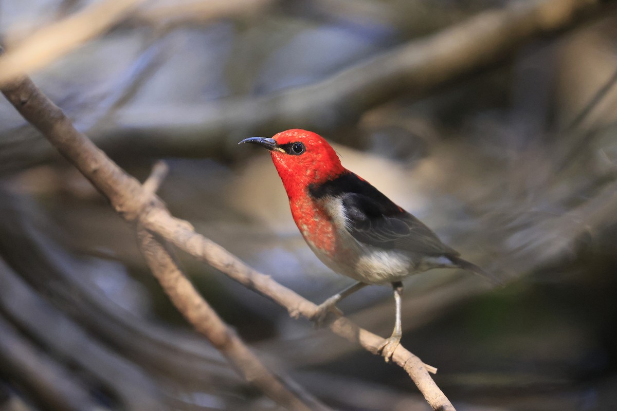 Scarlet Myzomela - ML640689975