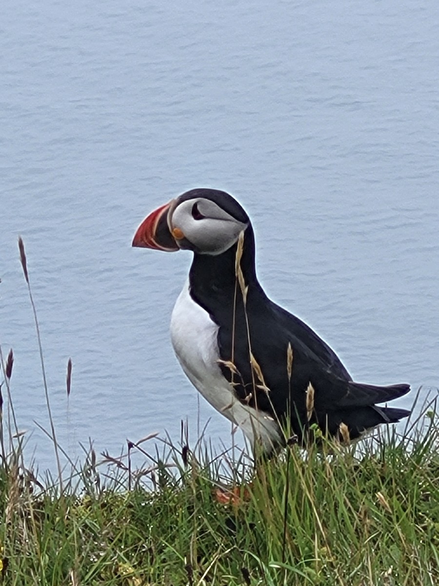 Atlantic Puffin - ML640689979