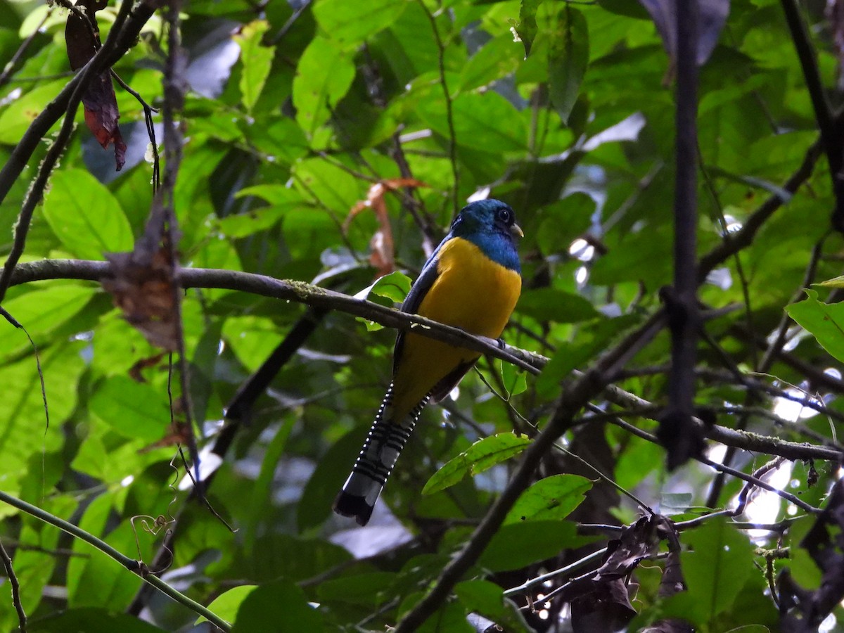 trogon modroocasý - ML640690035