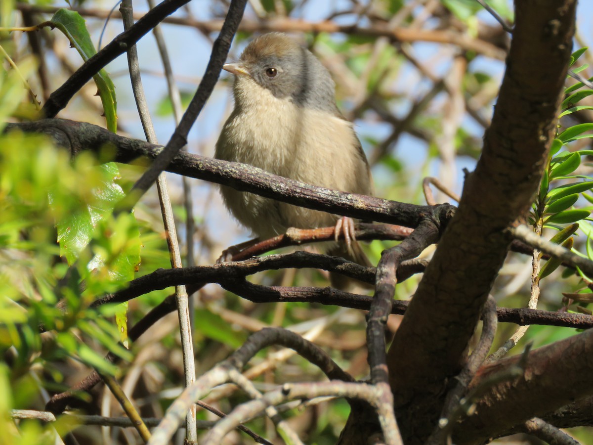Pipipi - ML640690161