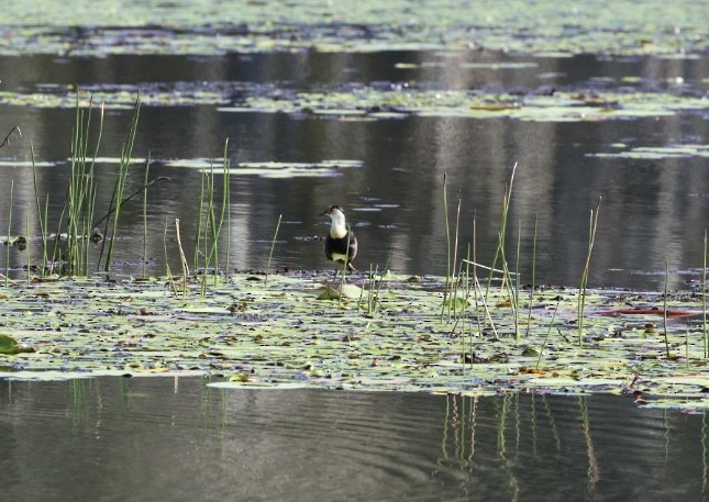 Comb-crested Jacana - ML640690206