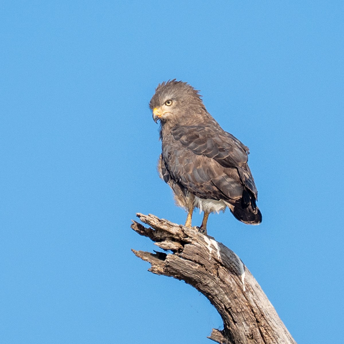 Western Banded Snake-Eagle - ML640690334