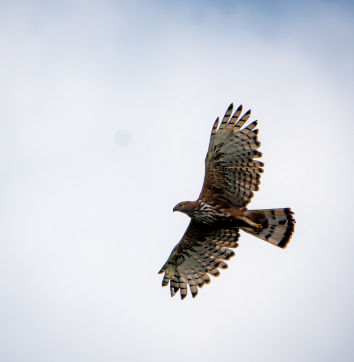 Changeable Hawk-Eagle - ML640690479