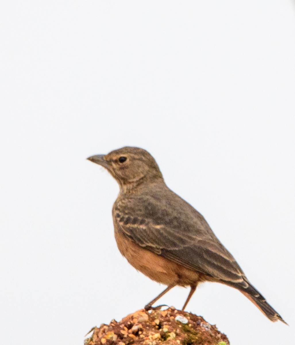 Rufous-tailed Lark - ML640690492