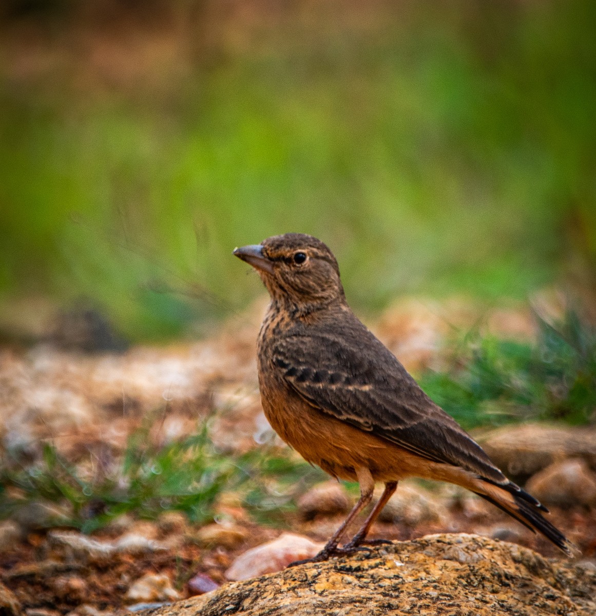 Rufous-tailed Lark - ML640690493