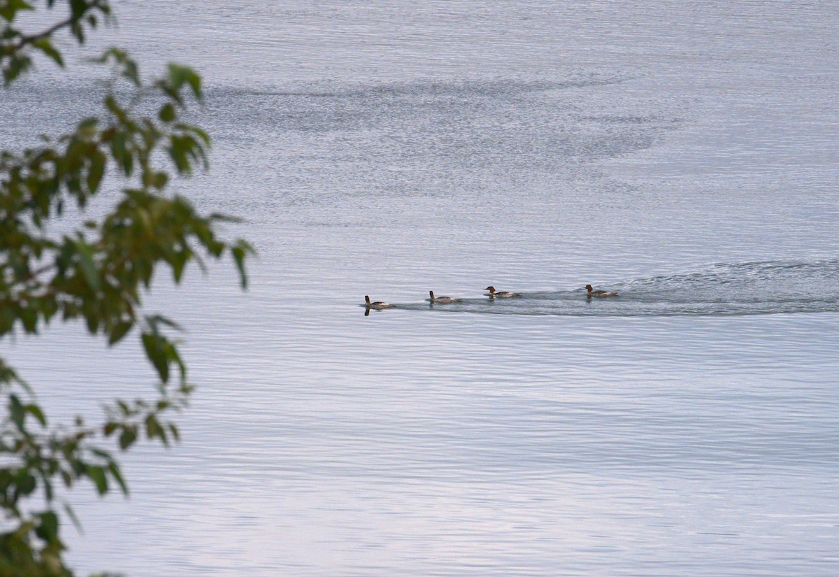 Common Merganser - ML640690585