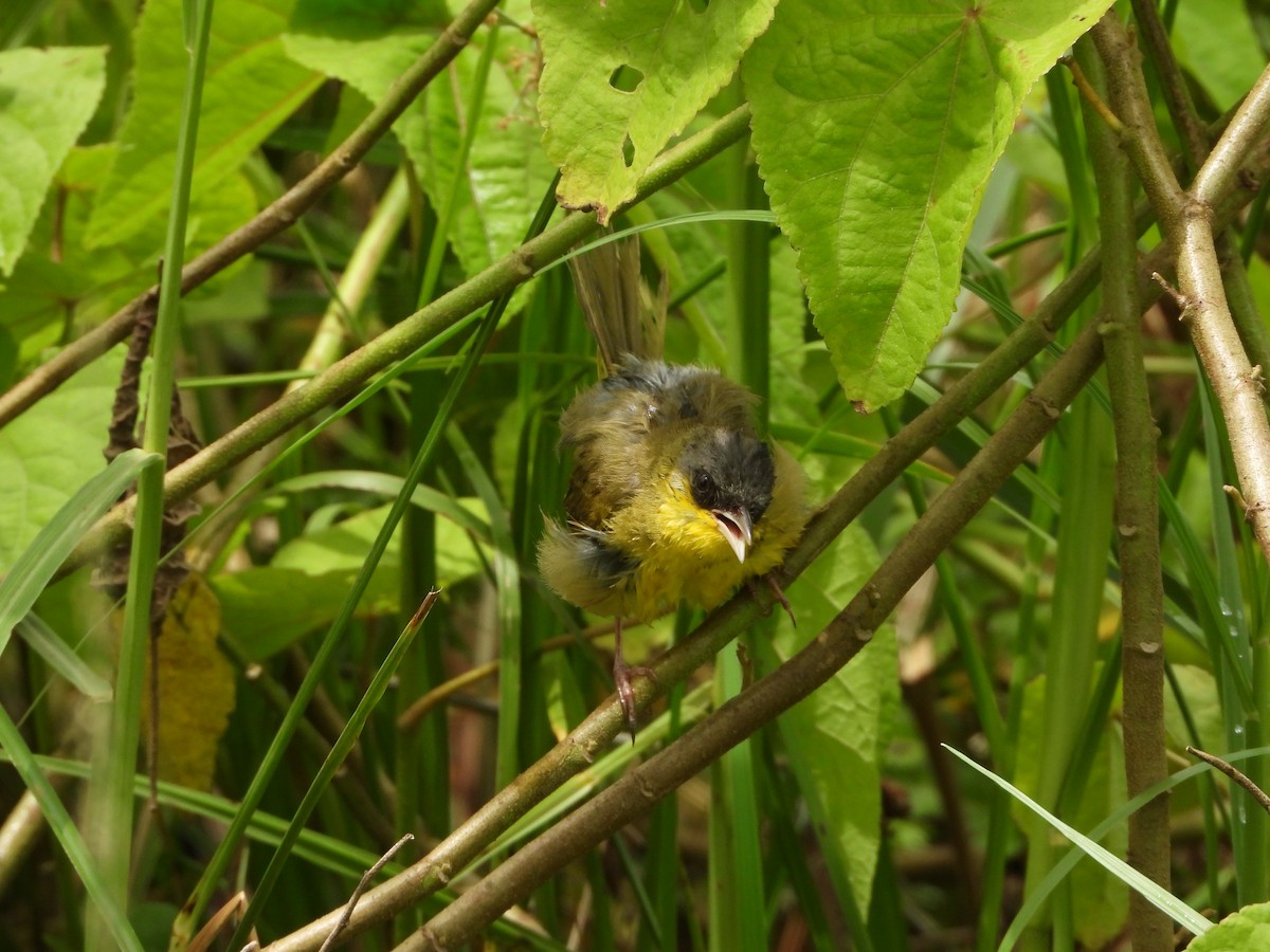 Gray-crowned Yellowthroat - ML640690630