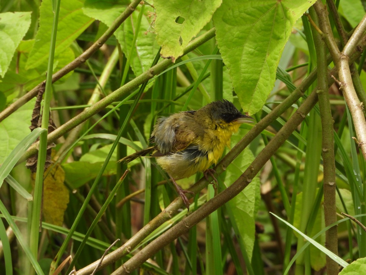 Gray-crowned Yellowthroat - ML640690647
