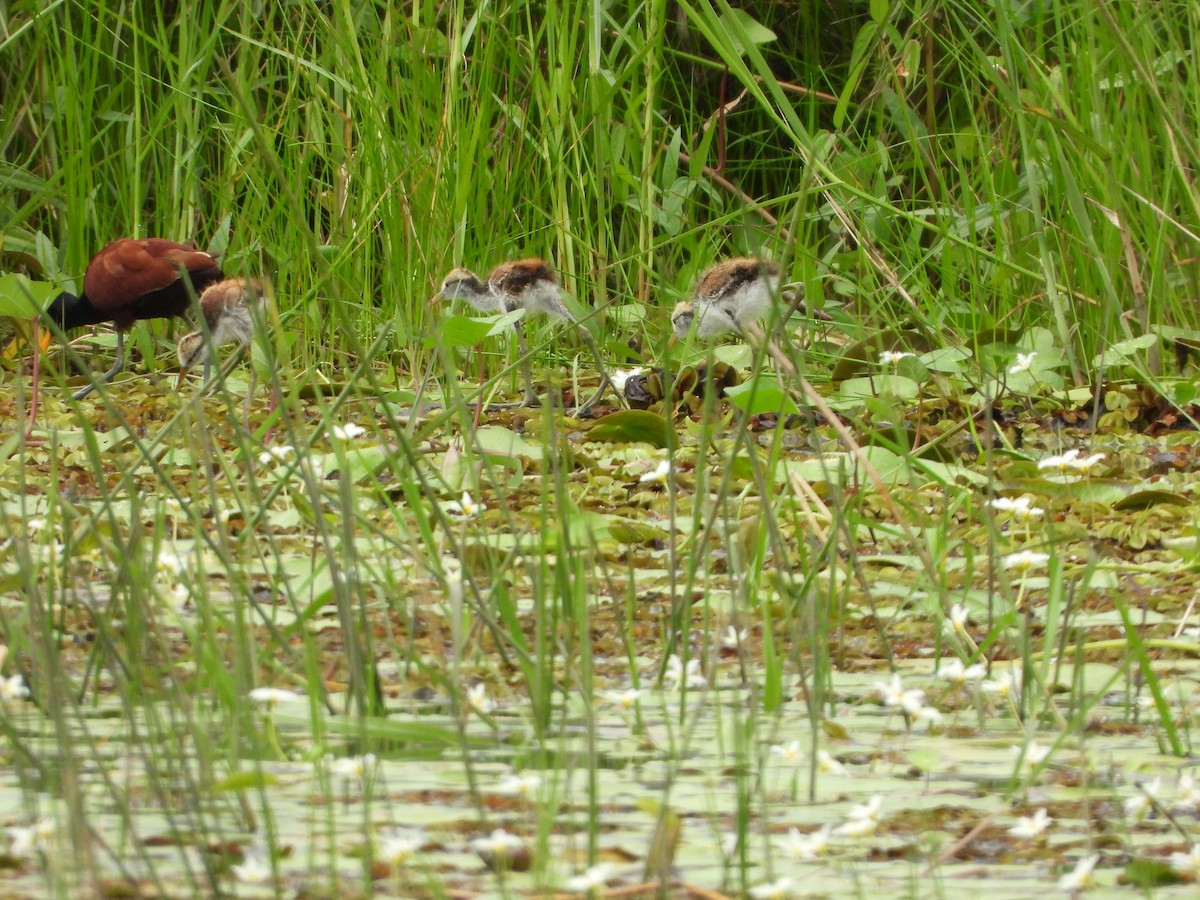 Northern Jacana - ML640690648