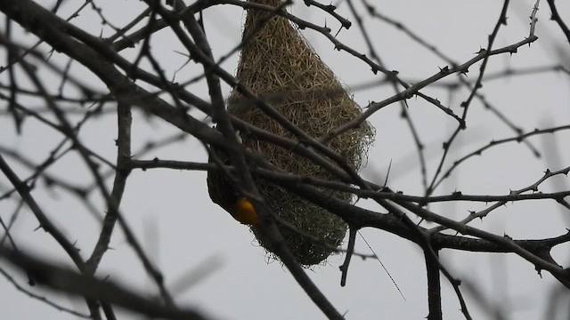 Baya Weaver - ML640690650