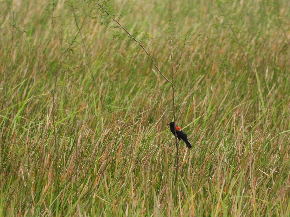 Red-winged Blackbird - ML640690665